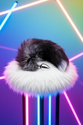Fox Tail